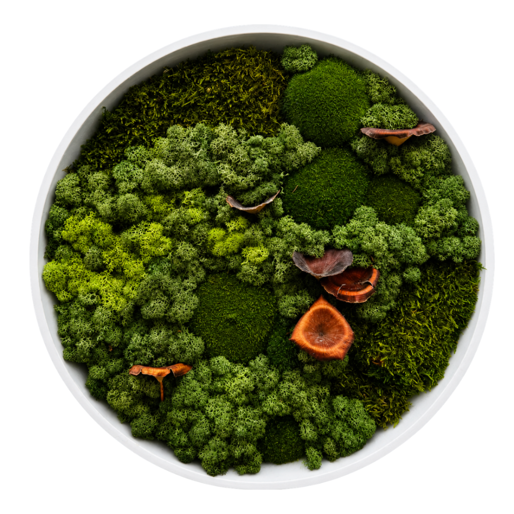 Moss Art M Circle with Enrichment Ref 252