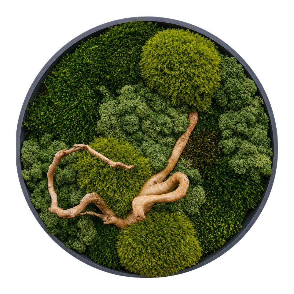 Moss Art M Circle with Enrichment Ref 254