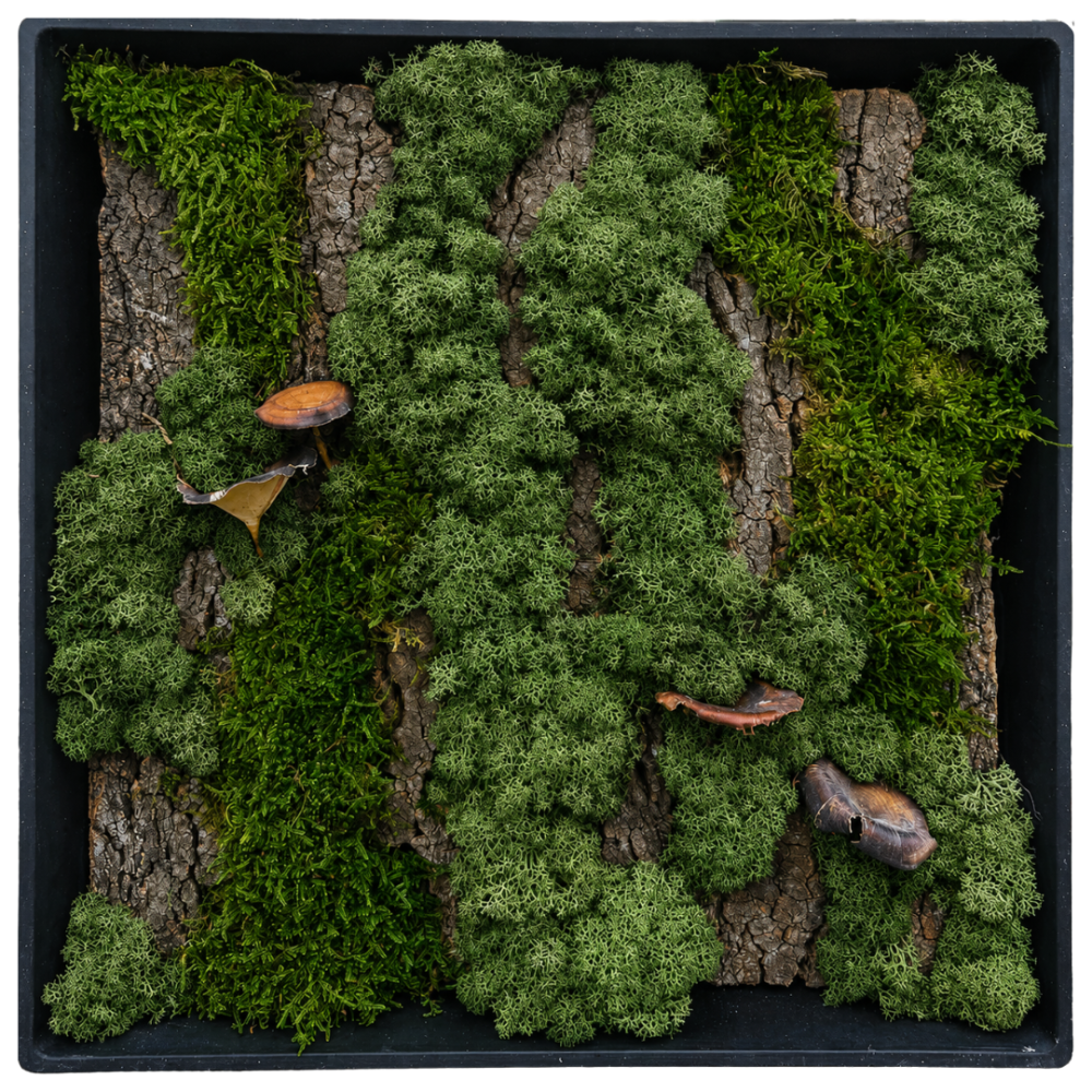 Moss Art M Square with Enrichment Ref 651