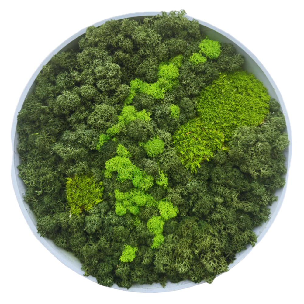 Moss Art S Circle Ref 003