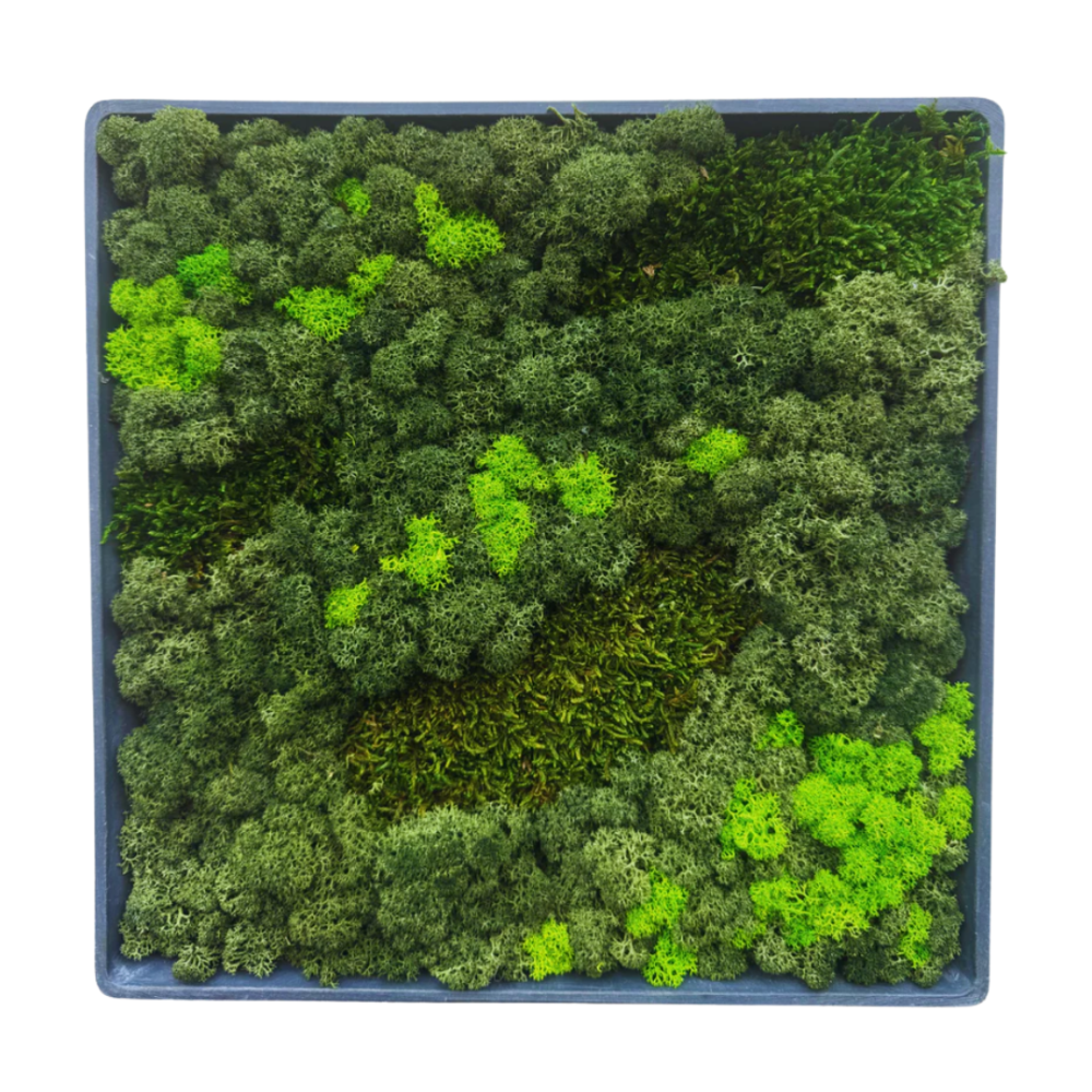 Moss Art S Square Ref 401
