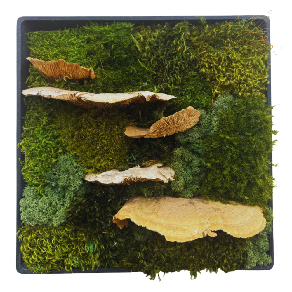 Moss Art S Square with Enrichment Ref 601