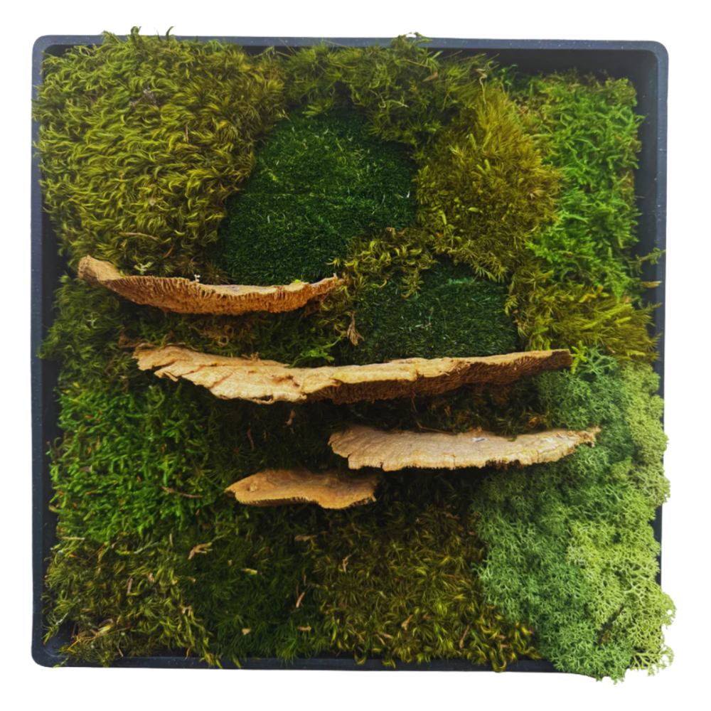 Moss Art S Square with Enrichment Ref 602