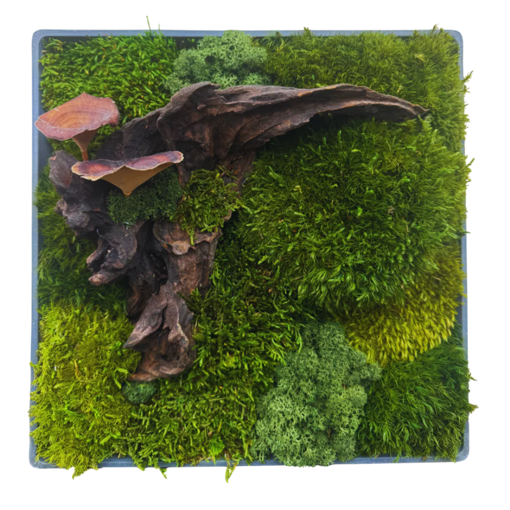 Moss Art S Square with Enrichment Ref 603