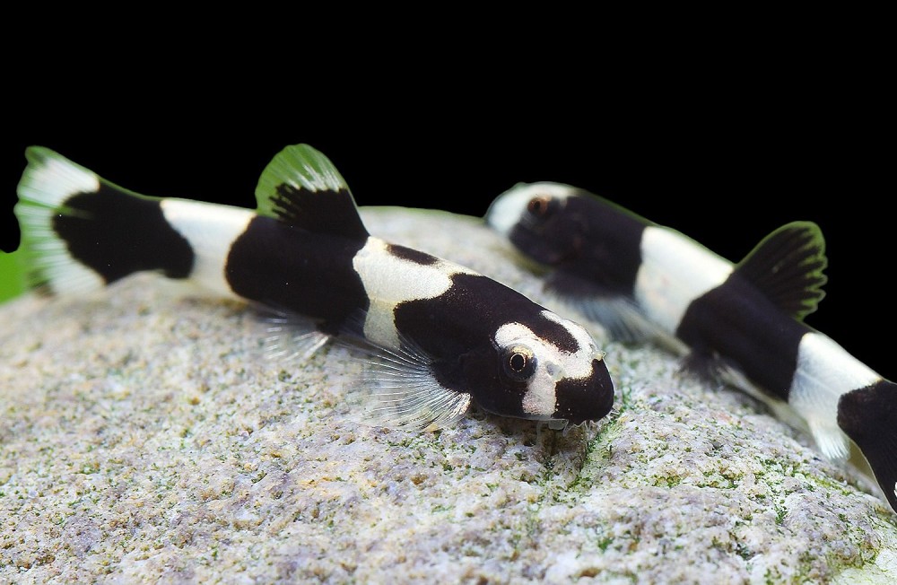 New Freshwater Treats