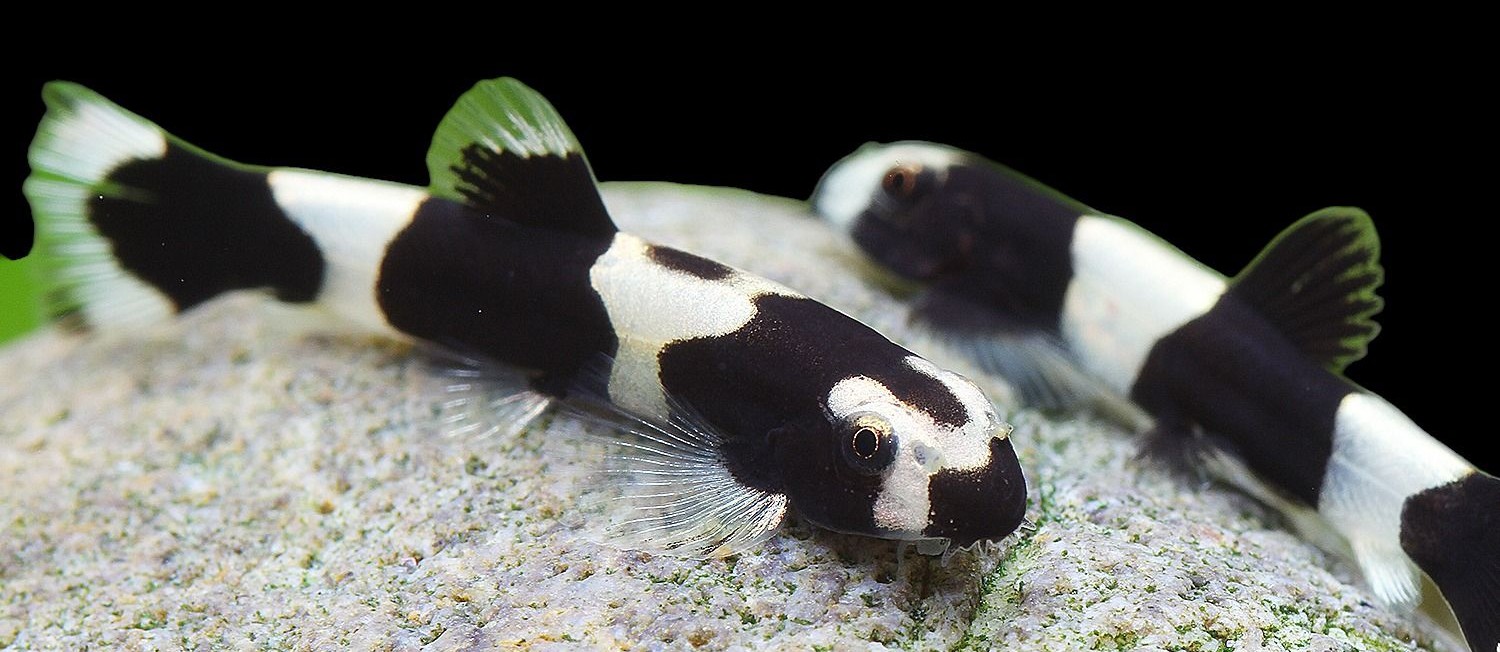 New Freshwater Treats