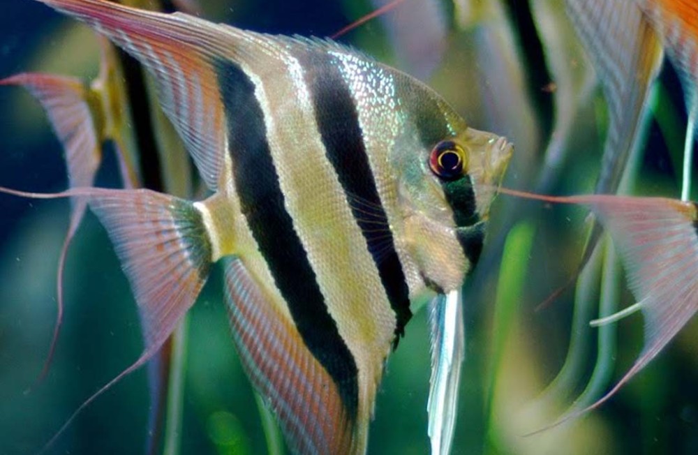 [Dublin] Tetras, Angels, Puffers and More! Feast your eyes on the latest fish to hit the shop floor!
