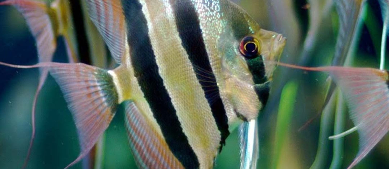 [Dublin] Tetras, Angels, Puffers and More! Feast your eyes on the latest fish to hit the shop floor!