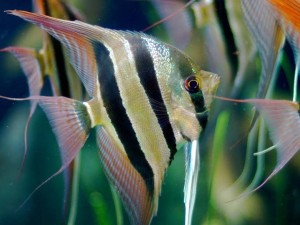 [Dublin] Tetras, Angels, Puffers and More! Feast your eyes on the latest fish to hit the shop floor!