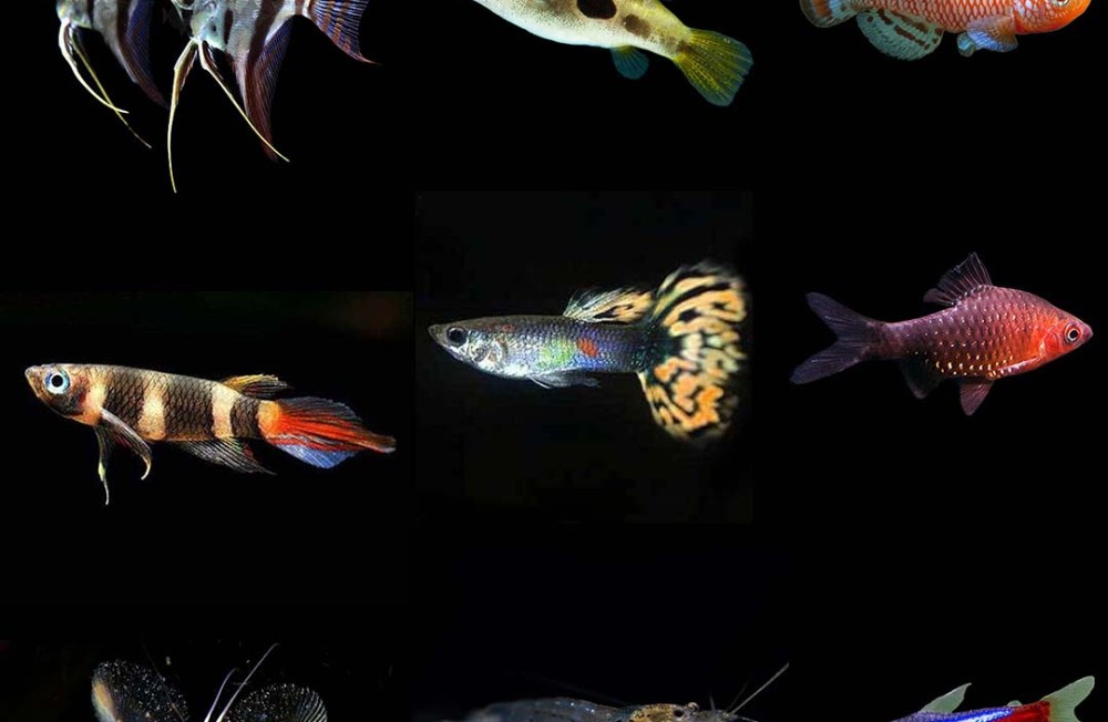 [Dublin] Livebearers, Shrimps, Angels and More! Have a look at what just hit our shop Floor! 