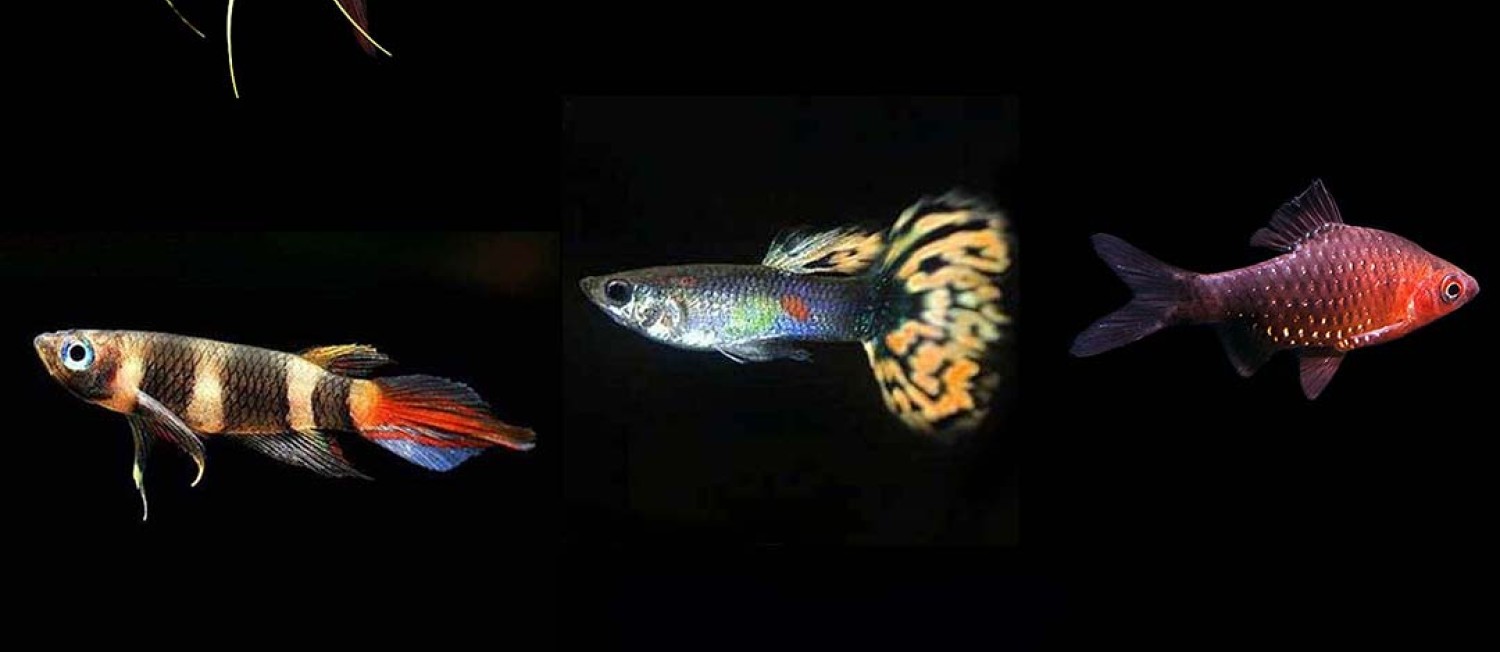 [Dublin] Livebearers, Shrimps, Angels and More! Have a look at what just hit our shop Floor! 