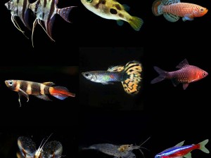 [Dublin] Livebearers, Shrimps, Angels and More! Have a look at what just hit our shop Floor! 