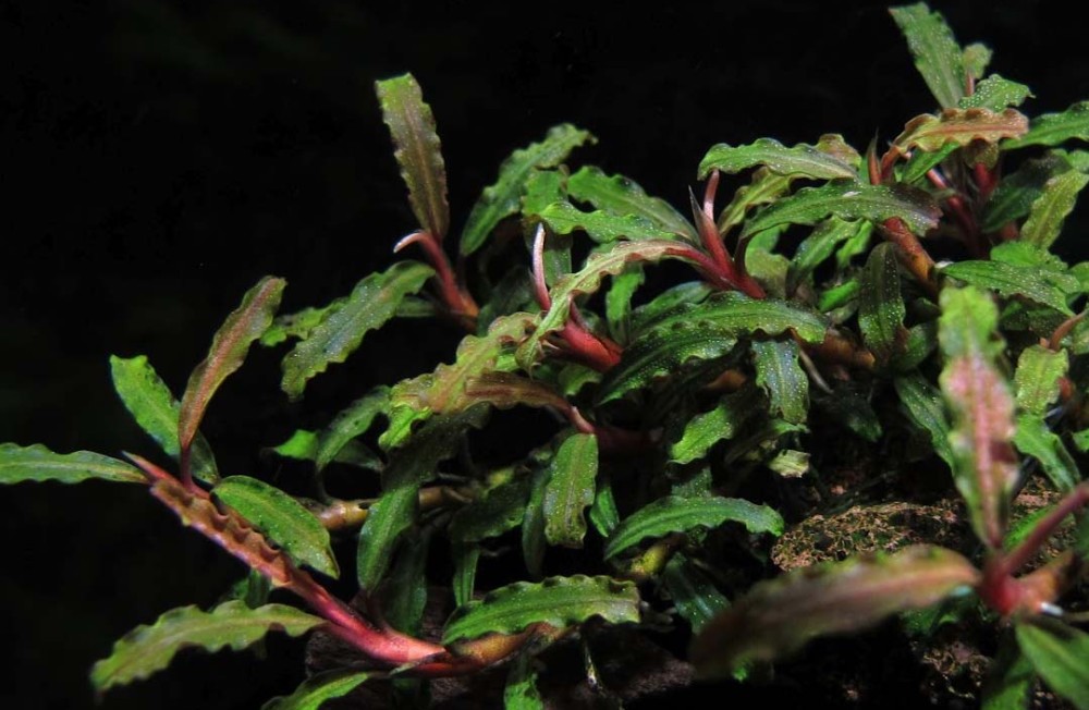 New Arrival Alert: Bucephalandra micrantha & More Amazing Aquatic Plants! 