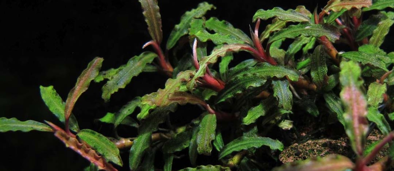 New Arrival Alert: Bucephalandra micrantha & More Amazing Aquatic Plants! 