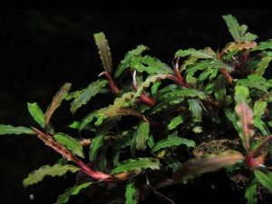 New Arrival Alert: Bucephalandra micrantha & More Amazing Aquatic Plants! 