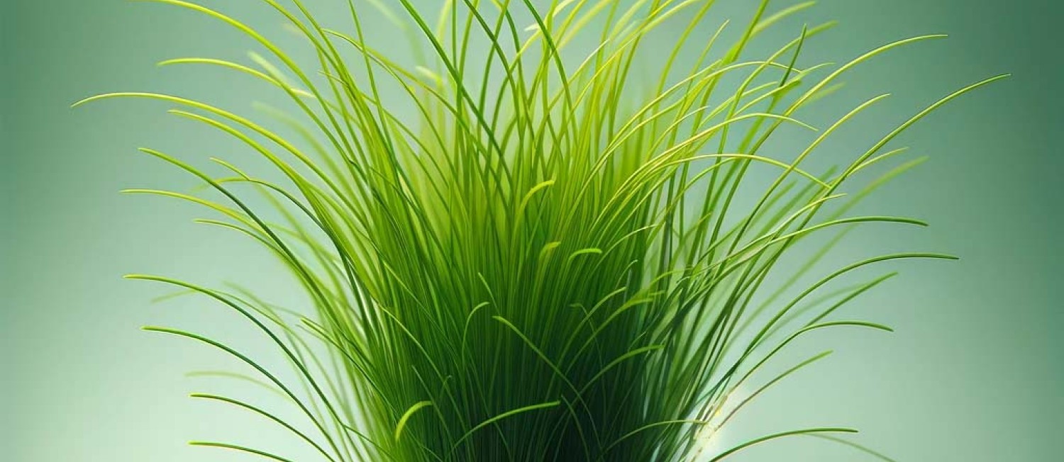 [Dublin] Our Newest and Greenest Plant arrivals!