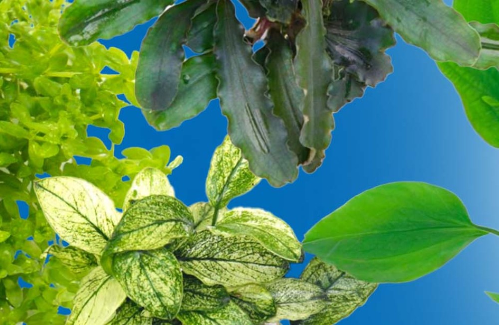  Elevate your aquarium with our new Plant arrivals! 