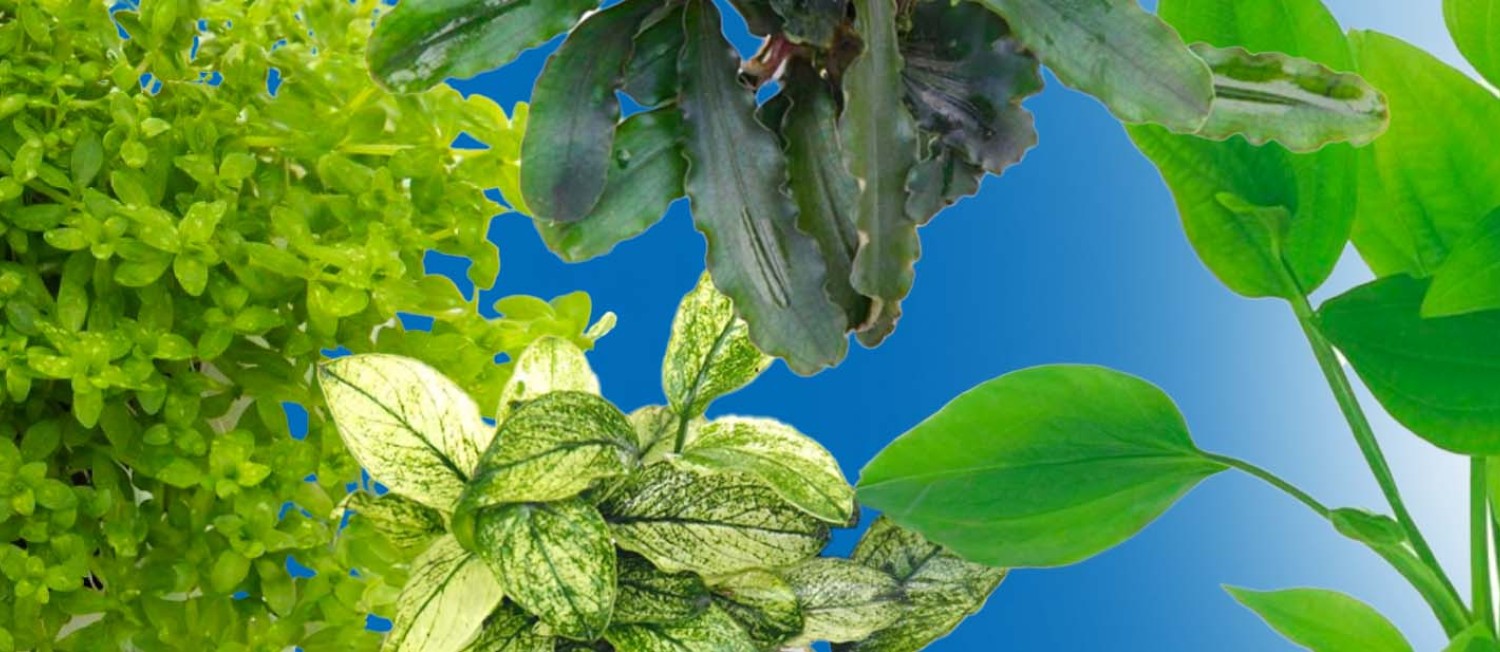  Elevate your aquarium with our new Plant arrivals! 
