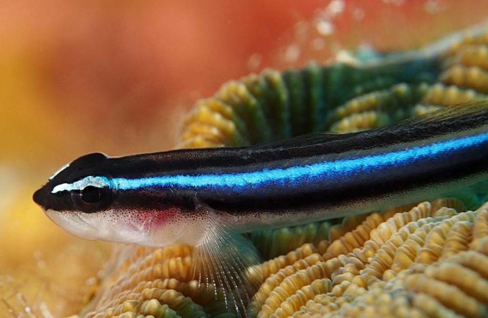 [Galway] Get ready for the weekend, brand new Marine fish in stock now! 