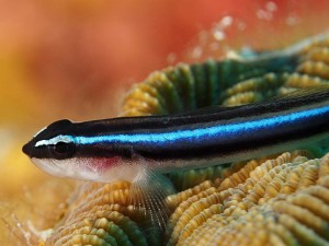 [Galway] Get ready for the weekend, brand new Marine fish in stock now! 