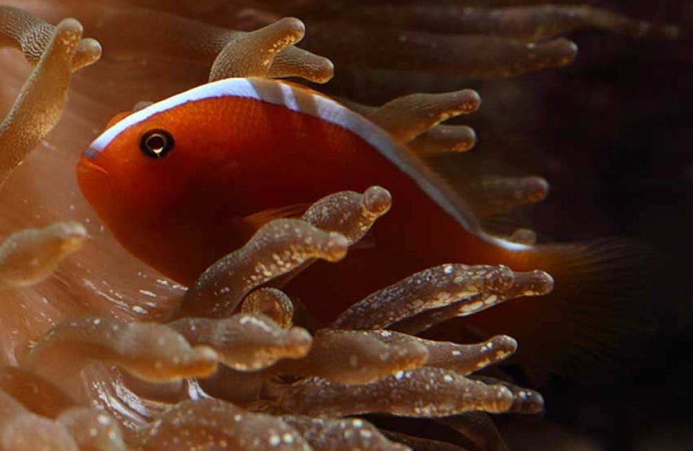 [Dublin] Get ready for the Weekend with our latest Marine fish to hit the floor!
