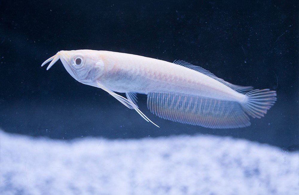 [Dublin] A Deep Dive into Our Latest Aquarium Fish Arrivals