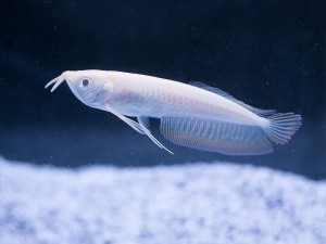[Dublin] A Deep Dive into Our Latest Aquarium Fish Arrivals