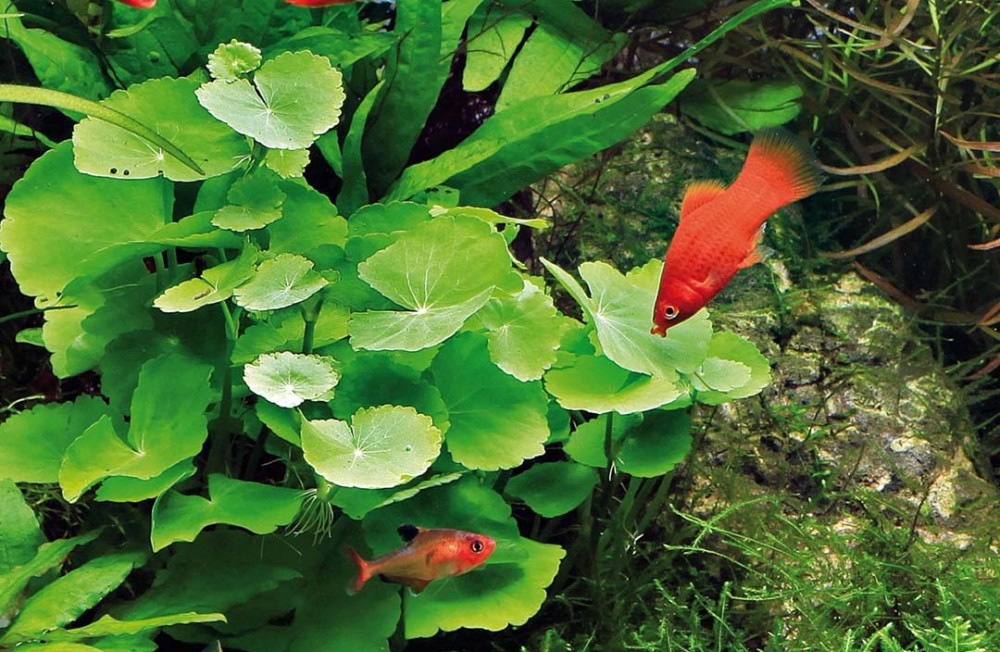 [Dublin] New Year, New Arrivals! Have a look at our latest Plants: