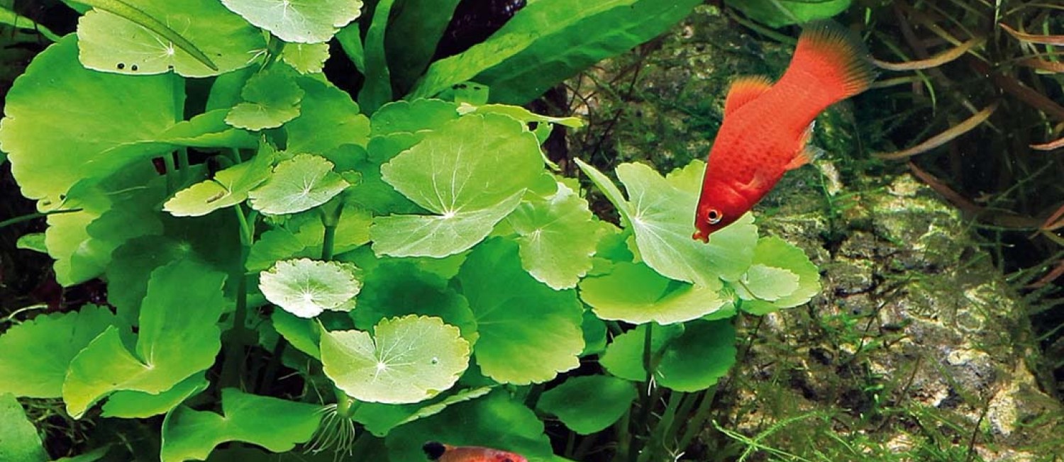 [Dublin] New Year, New Arrivals! Have a look at our latest Plants: