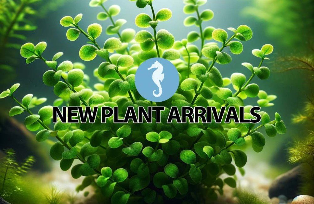 [Dublin] Our Newest Leafy Underwater Arrivals