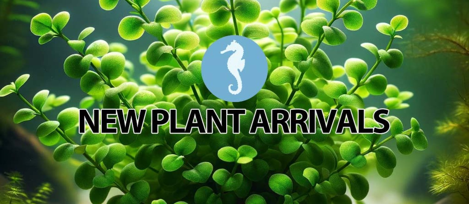 [Dublin] Our Newest Leafy Underwater Arrivals