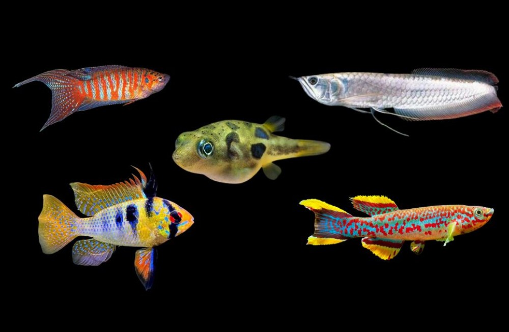 Explore our newest arrivals in freshwater fish!