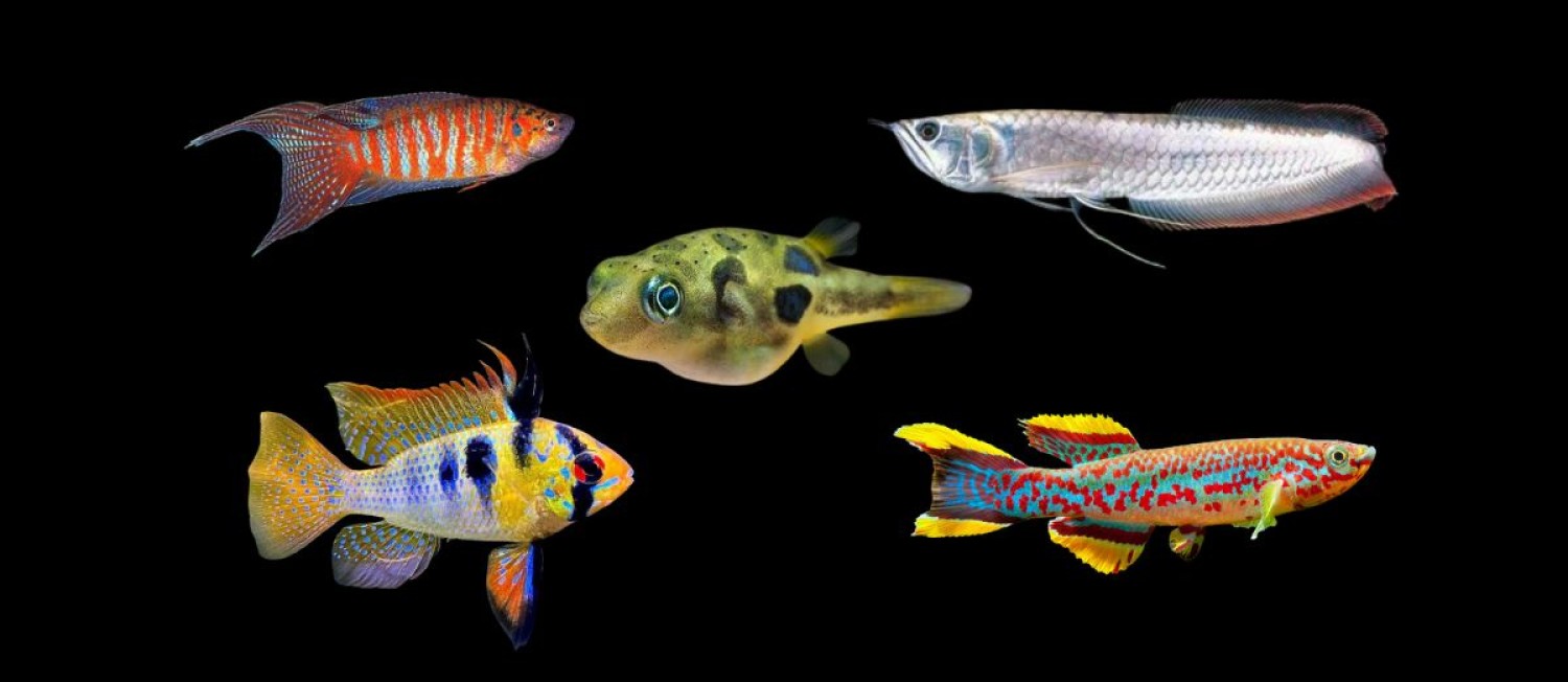 Explore our newest arrivals in freshwater fish!