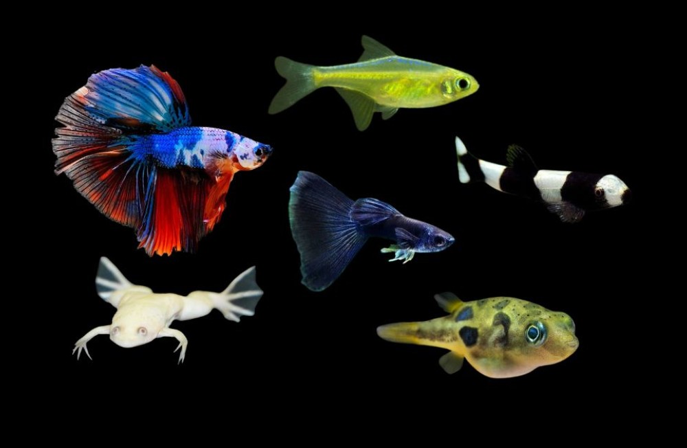 Discover the latest freshwater fish, just landed in store!