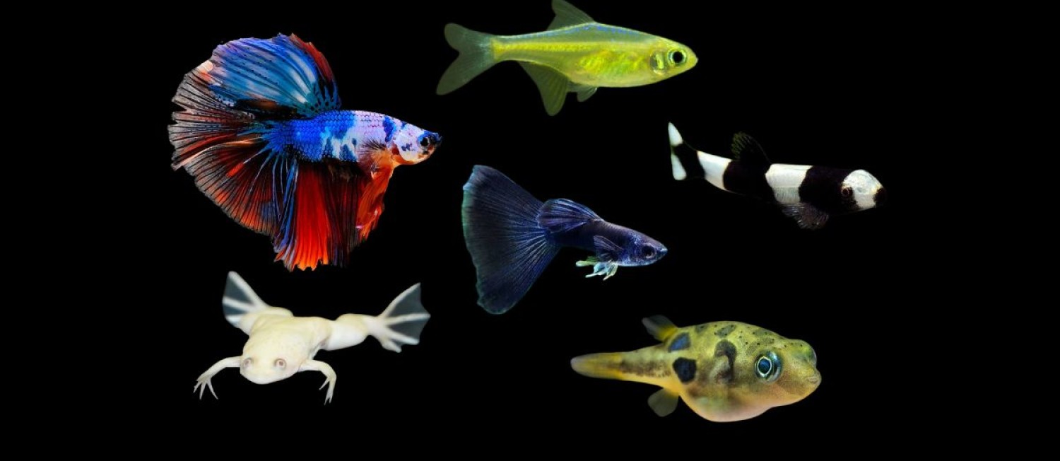 Discover the latest freshwater fish, just landed in store!