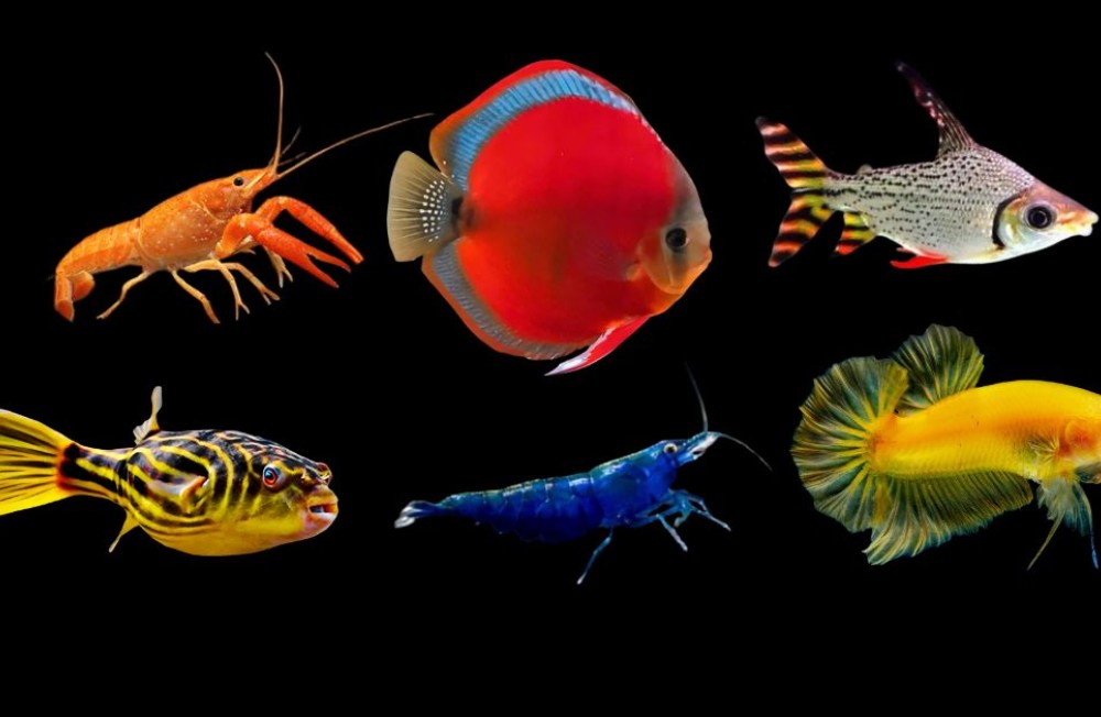 Your aquarium deserves the best — meet our newest freshwater arrivals and make it shine!