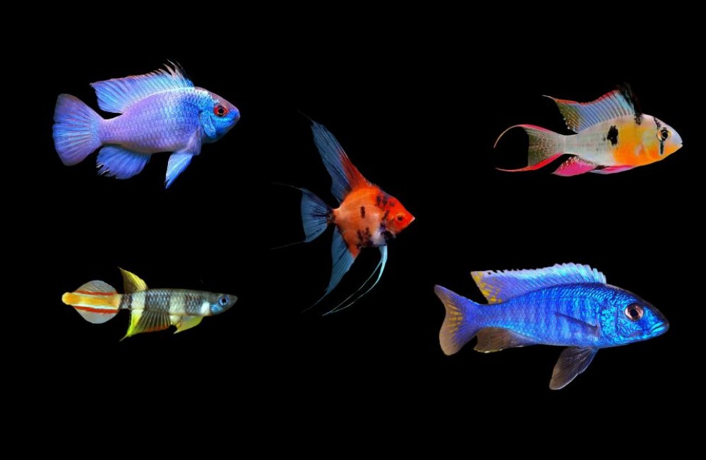 Explore the latest freshwater fish now swimming in store and online!