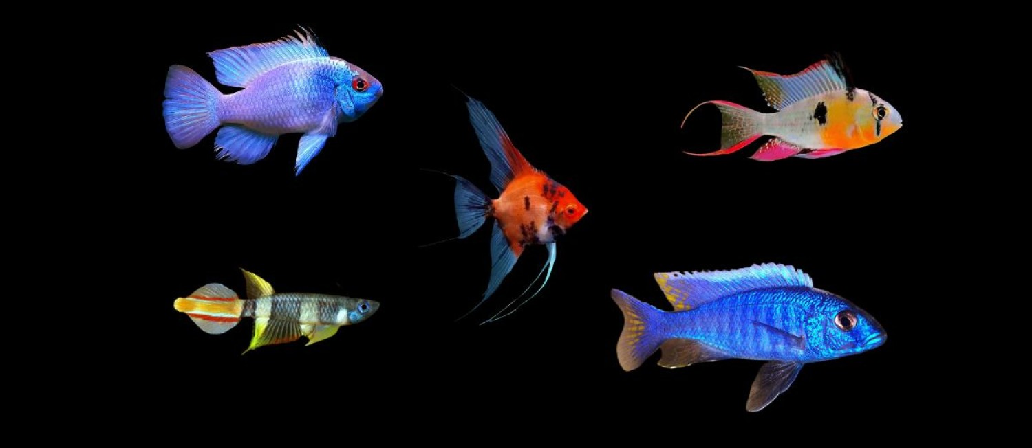Explore the latest freshwater fish now swimming in store and online!