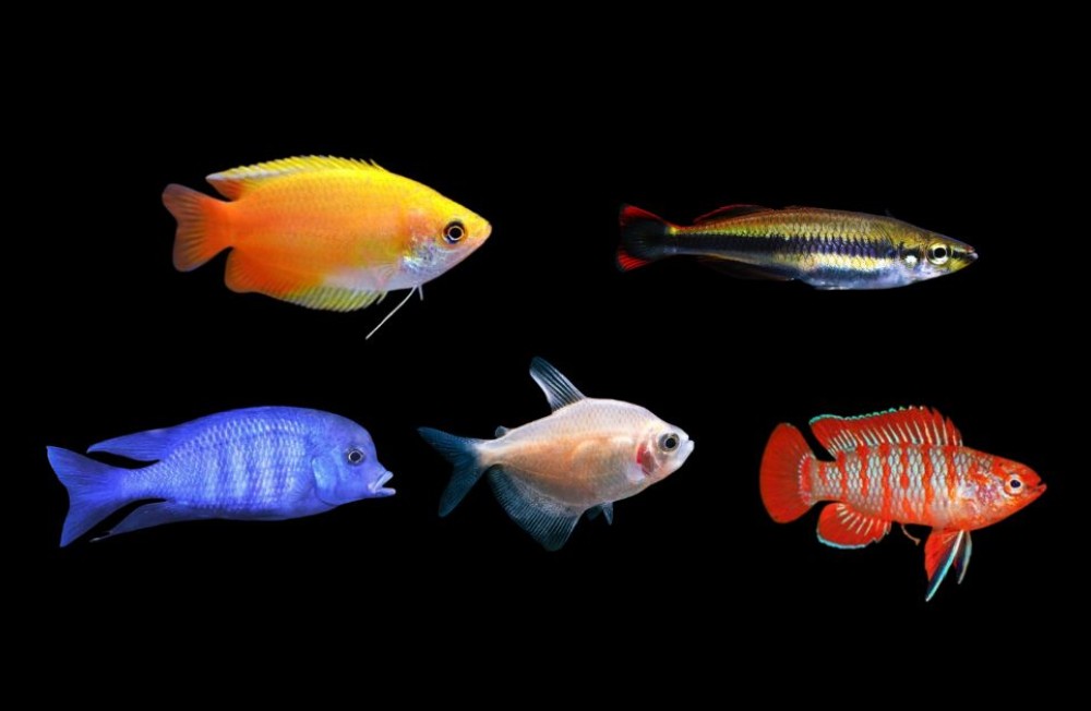 Dive in and discover our newest freshwater arrivals!