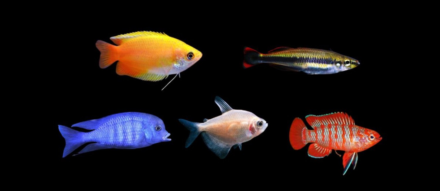 Dive in and discover our newest freshwater arrivals!