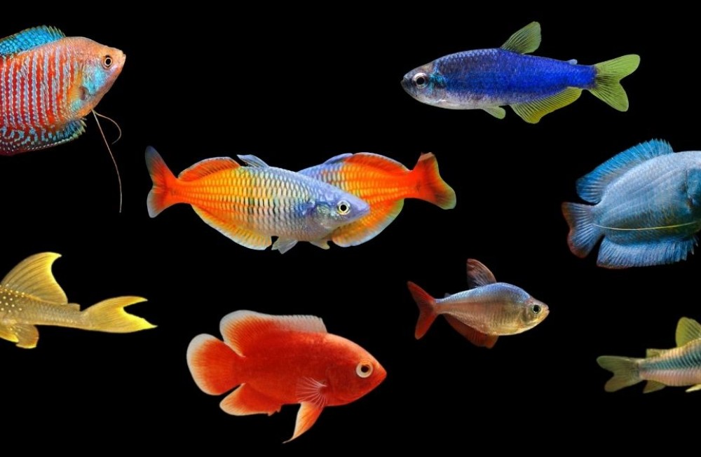 Freshwater favourites, just in - Check it out!