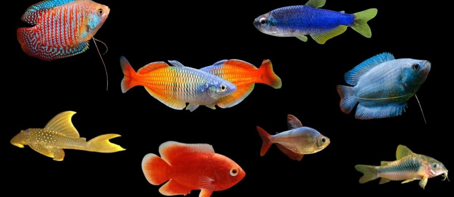 Freshwater favourites, just in - Check it out!