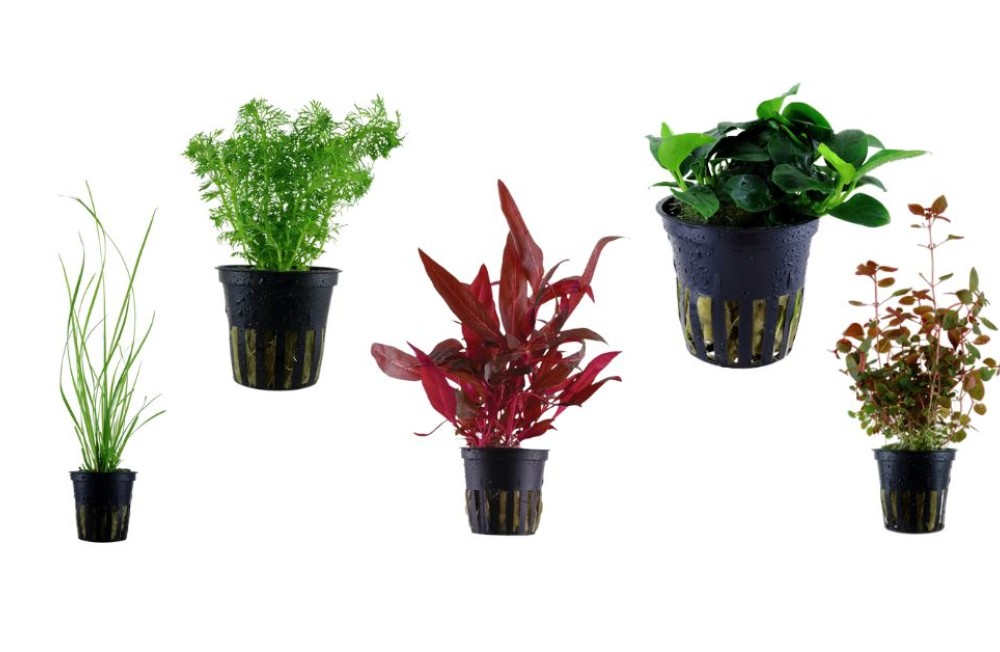 Fresh, thriving, and full of life — meet our latest freshwater plant arrivals.