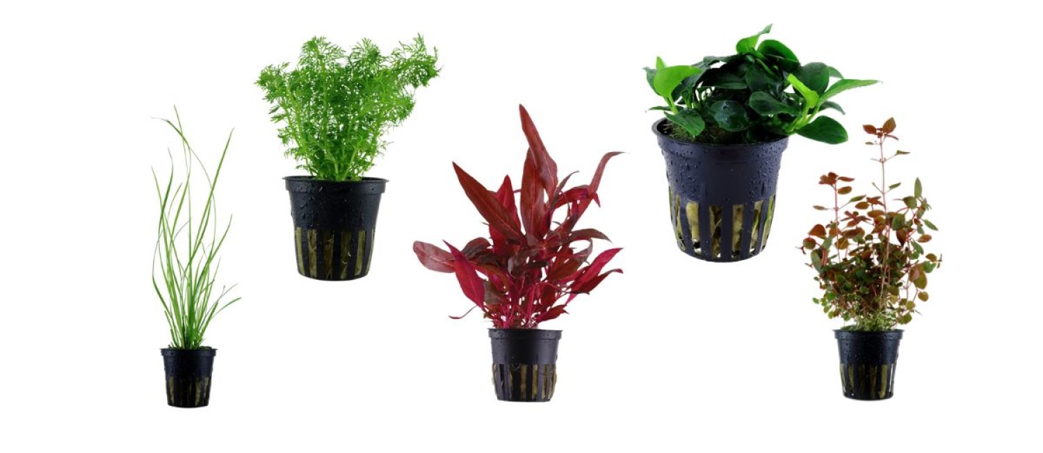 Fresh, thriving, and full of life — meet our latest freshwater plant arrivals.
