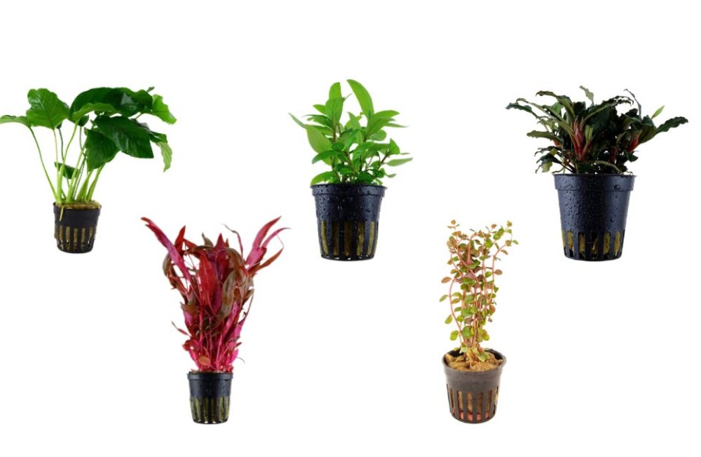 Transform your tank with lush new greenery, freshly stocked and ready to thrive!