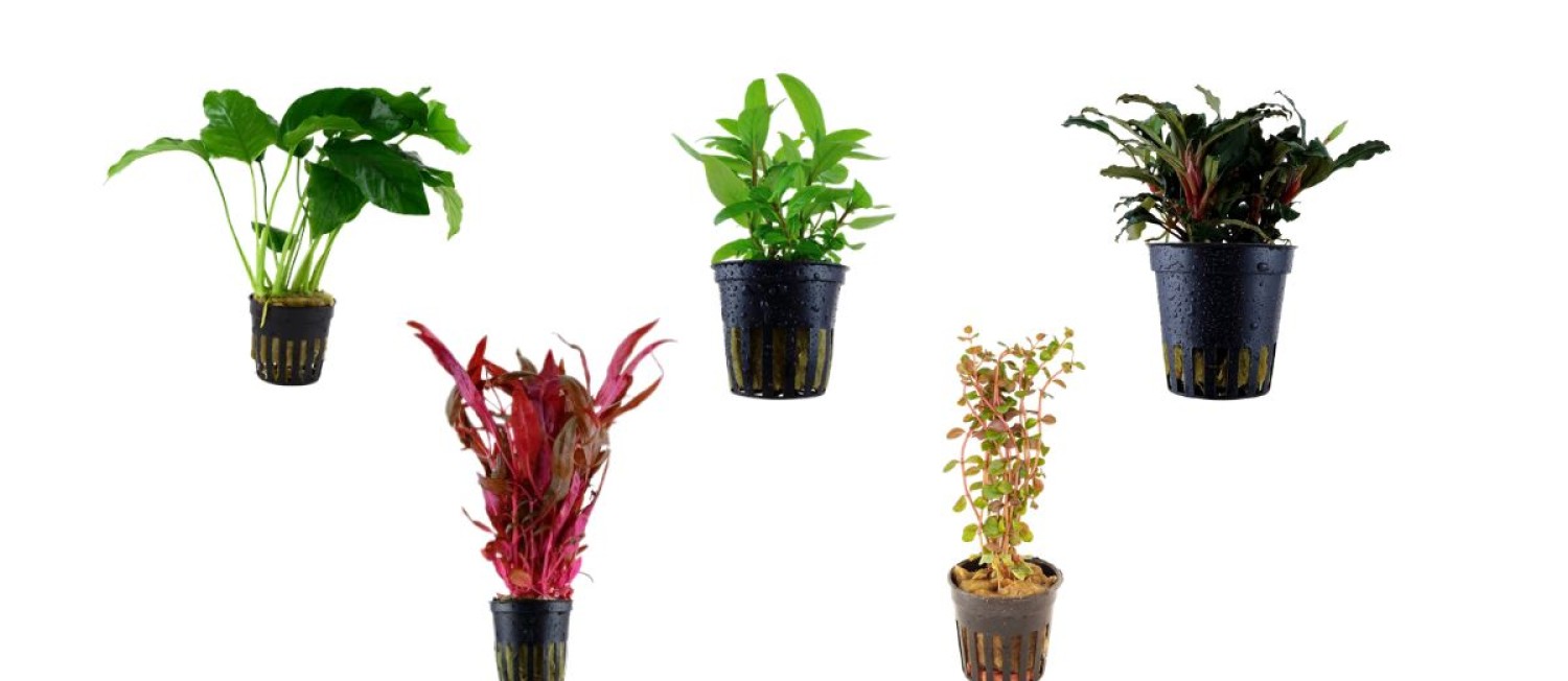 Transform your tank with lush new greenery, freshly stocked and ready to thrive!