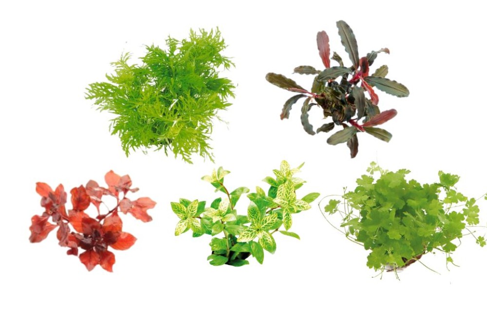 New Freshwater Plants - Check it out!