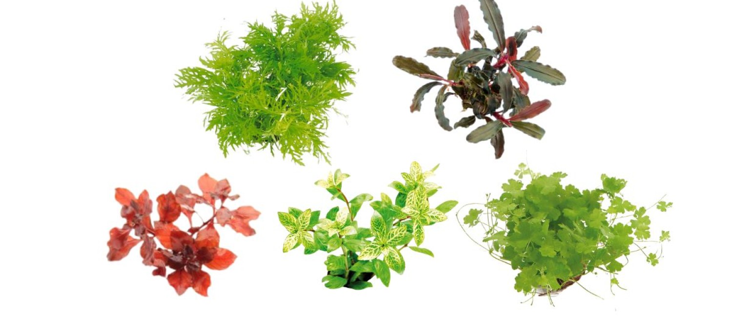 New Freshwater Plants - Check it out!