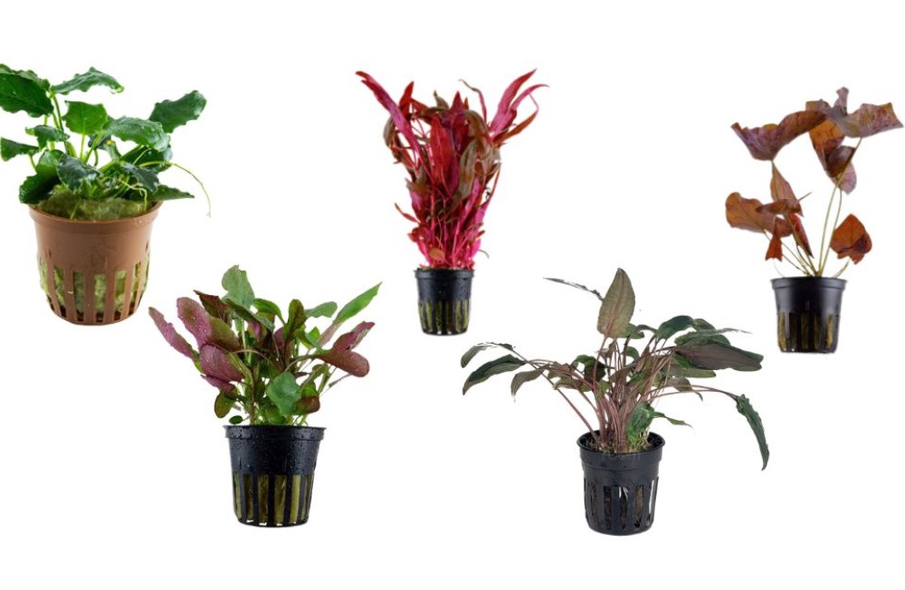 Enhance your aquarium with vibrant new growth from our latest plant arrivals!