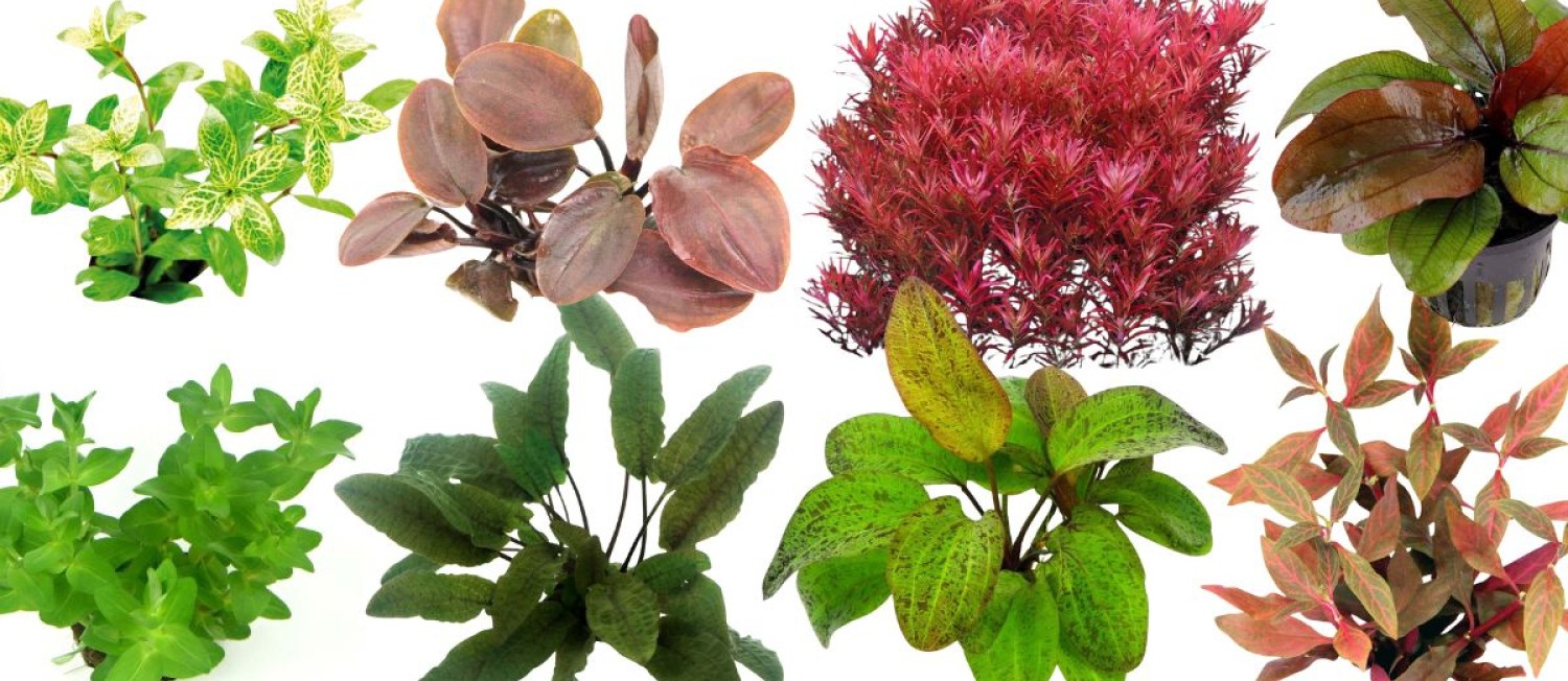 What Ploughing.. we have new plants in Stock!